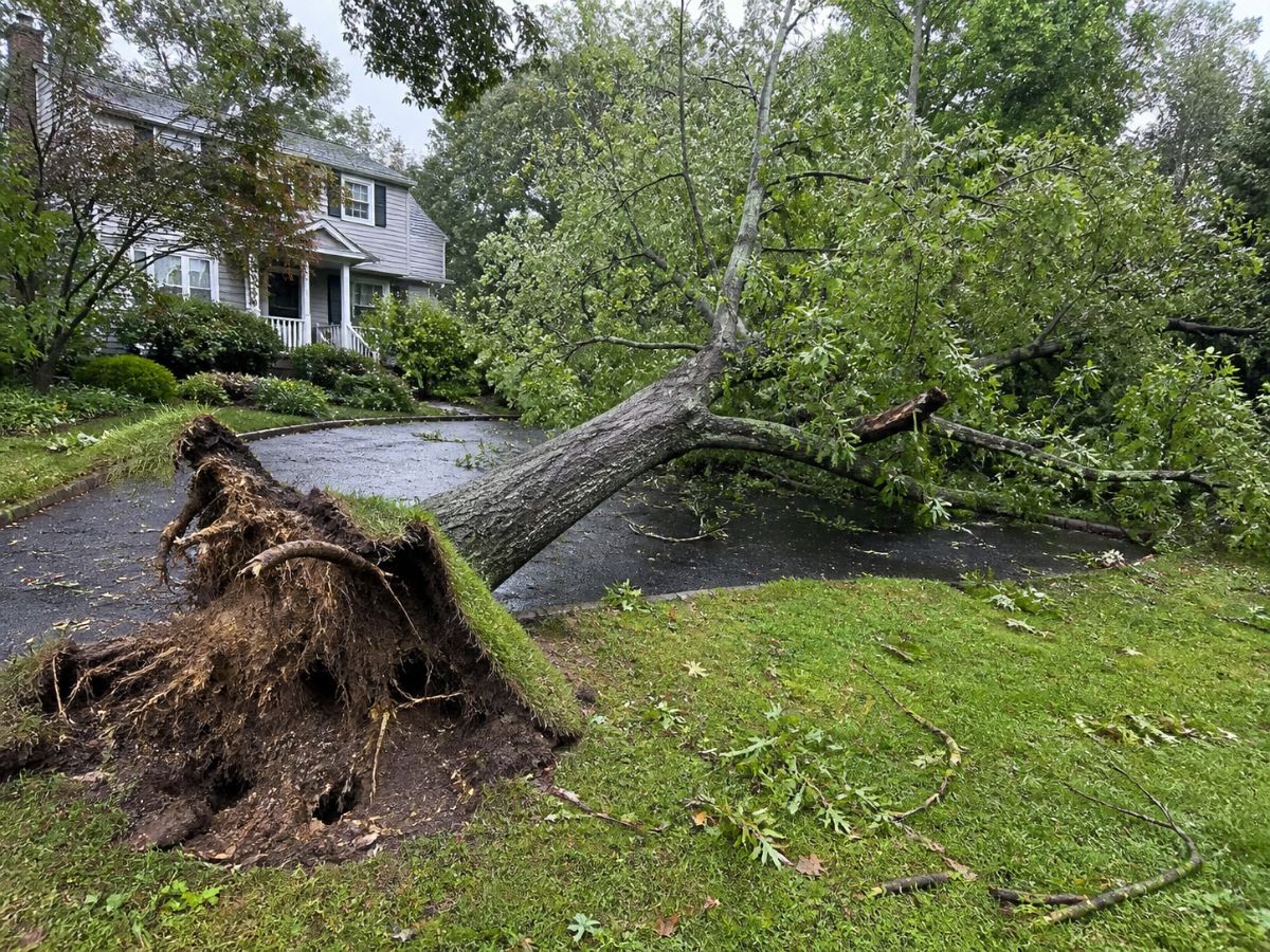 A large storm-damaged tree lies uprooted across a wet residential driveway, with its exposed roots in the foreground and a house behind the fallen branches.