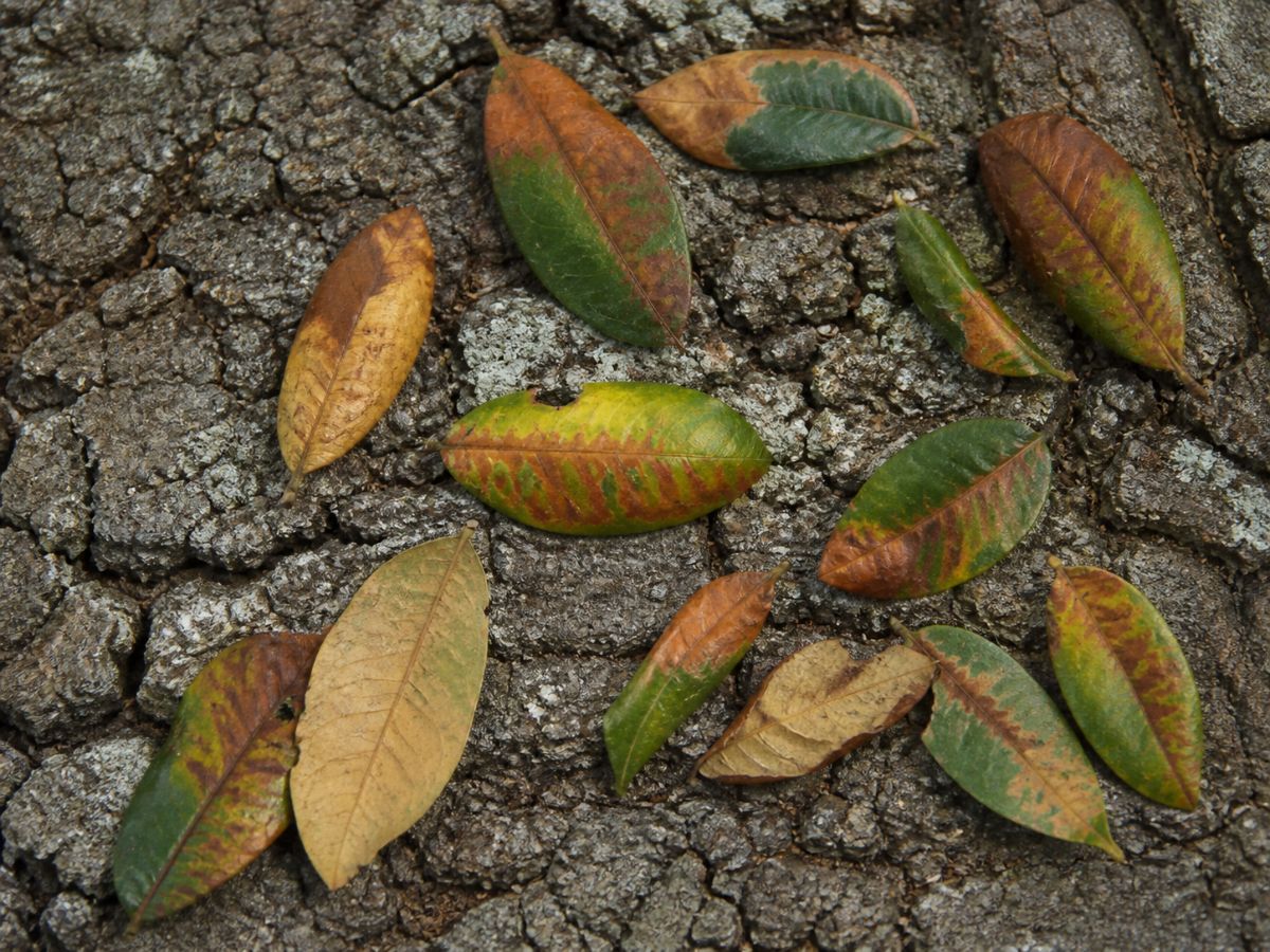 Oak leaves showing green, yellow, and reddish-brown discoloration associated with oak wilt, scattered naturally across rough, lichen-covered tree bark.