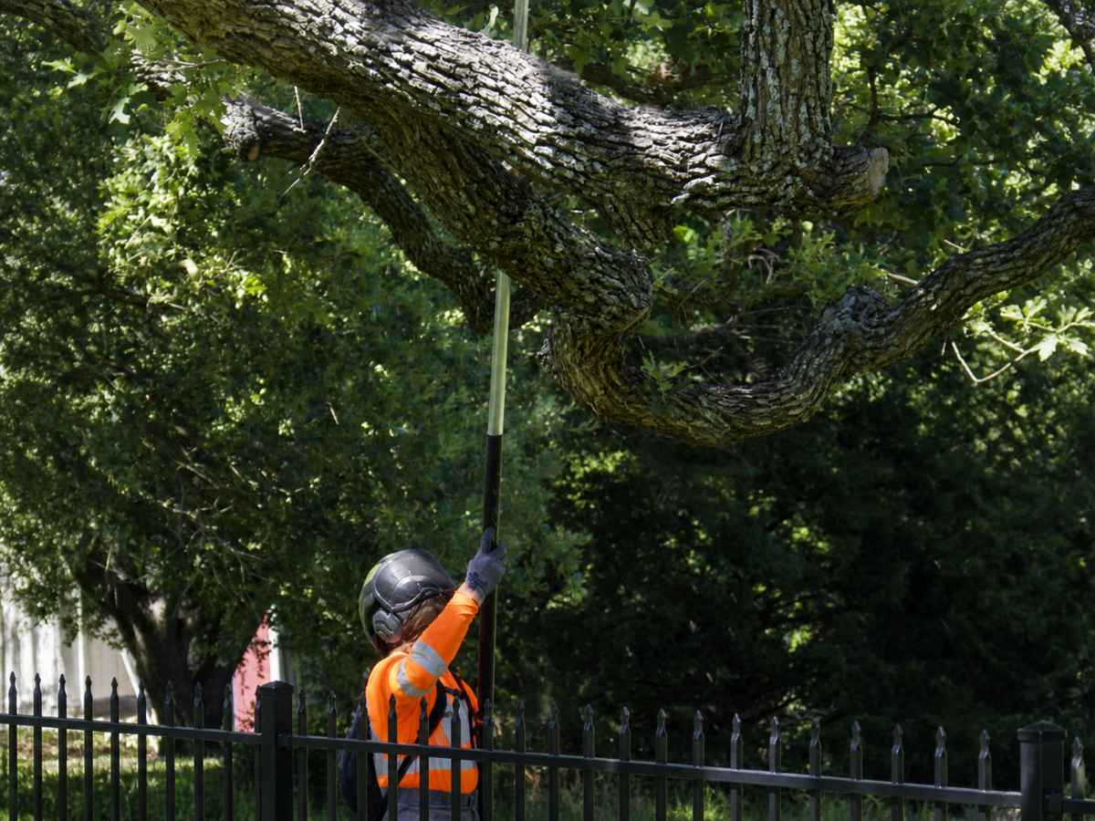 Tree trimmer in safety-orange clothing uses a pole-pruning tool behind a black metal fence.