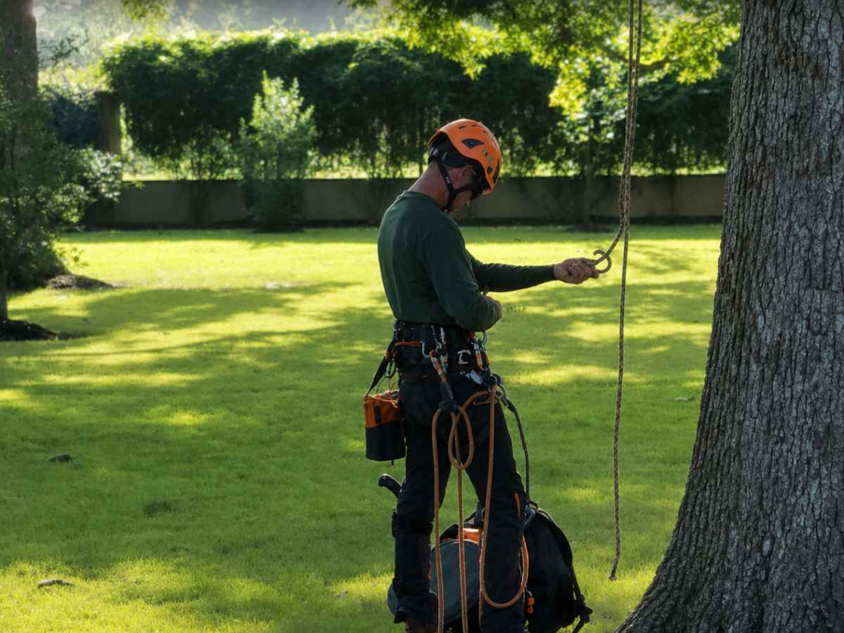An arborist in a forest-green shirt adjusts climbing rope beside a broad tree trunk, with orange-and-gray gear and a chainsaw on the grass.