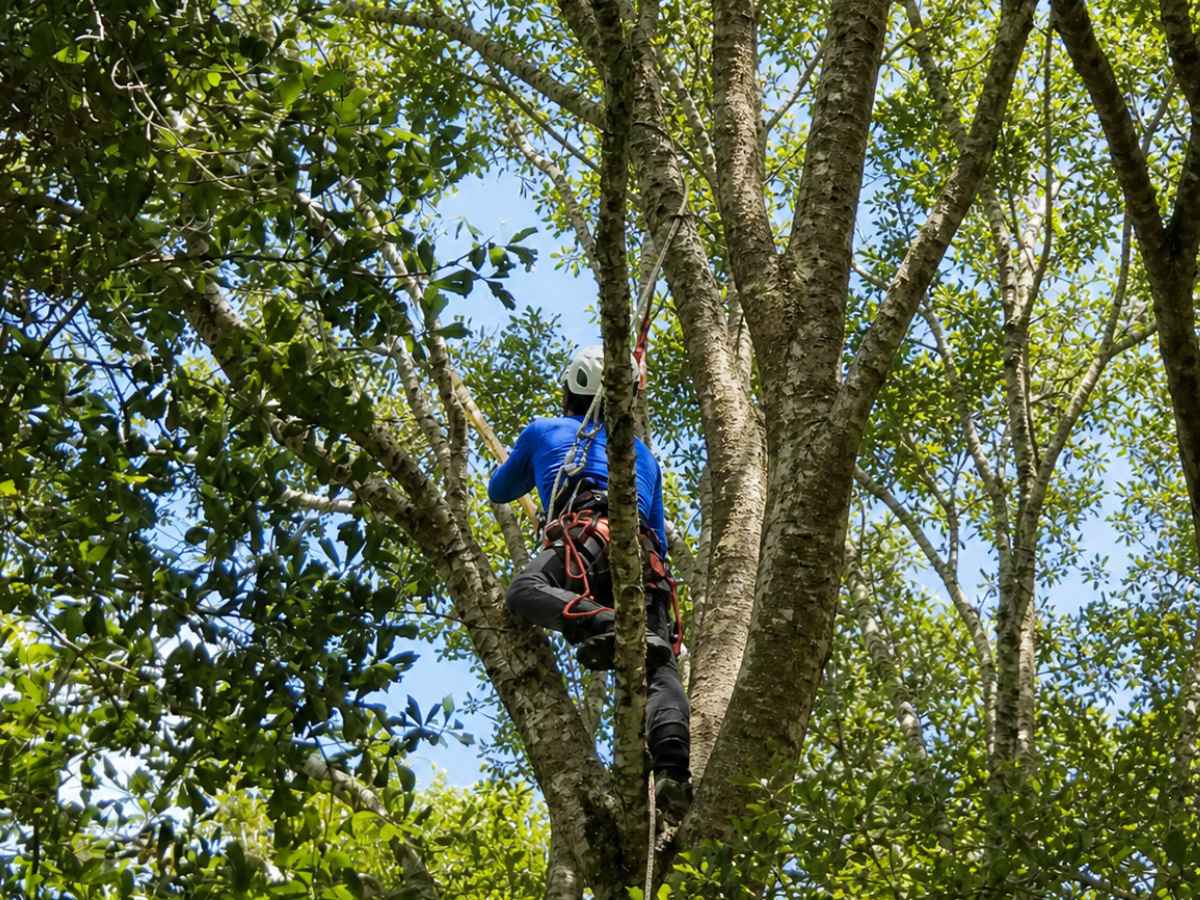 An arborist in a royal-blue jacket and charcoal pants climbs among the trunks of a leafy tree using red, white, and black safety gear.