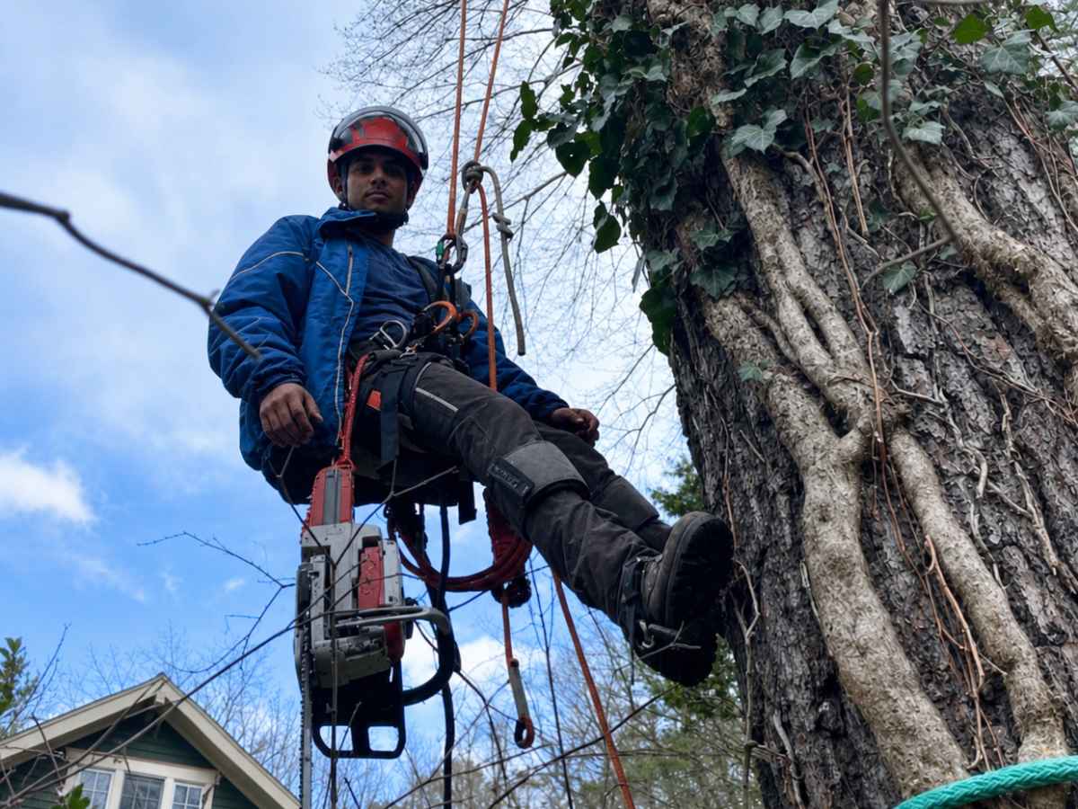 An arborist in a blue jacket hangs beside an ivy-covered trunk with red climbing gear and a red-and-silver chainsaw above a craftsman bungalow.