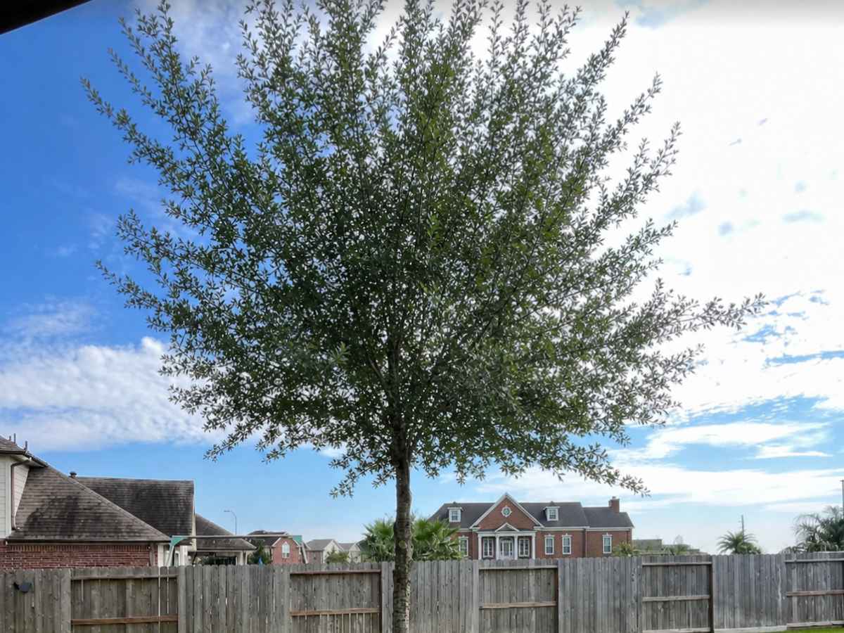 A full young tree stands in a sunny fenced backyard, with a red-brick Georgian-style home visible beyond the fence.