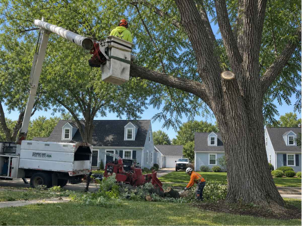 Bucket and ground crews pruning a mature pecan tree in front of Cape Cod homes.