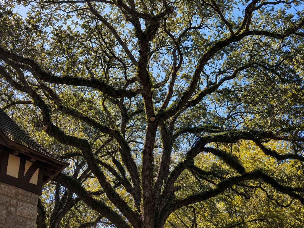 An upward view shows the branching canopy of a mature oak beside the stone-and-timber eave of a Tudor-style home.