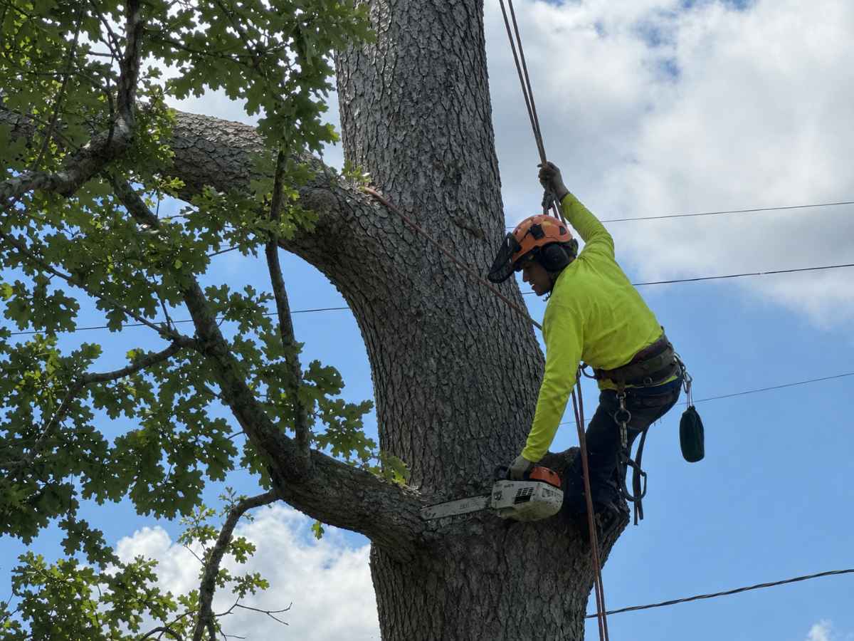 Arborist in lime safety clothing using a chainsaw in a mature white oak tree.