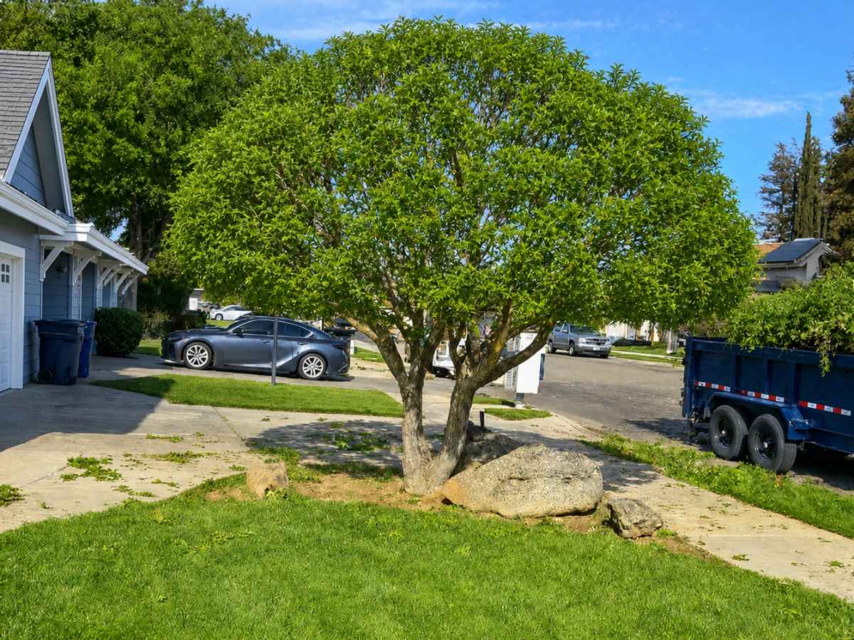 A full leafy tree shades a front lawn beside a light-blue craftsman home and a deep-navy dump trailer.