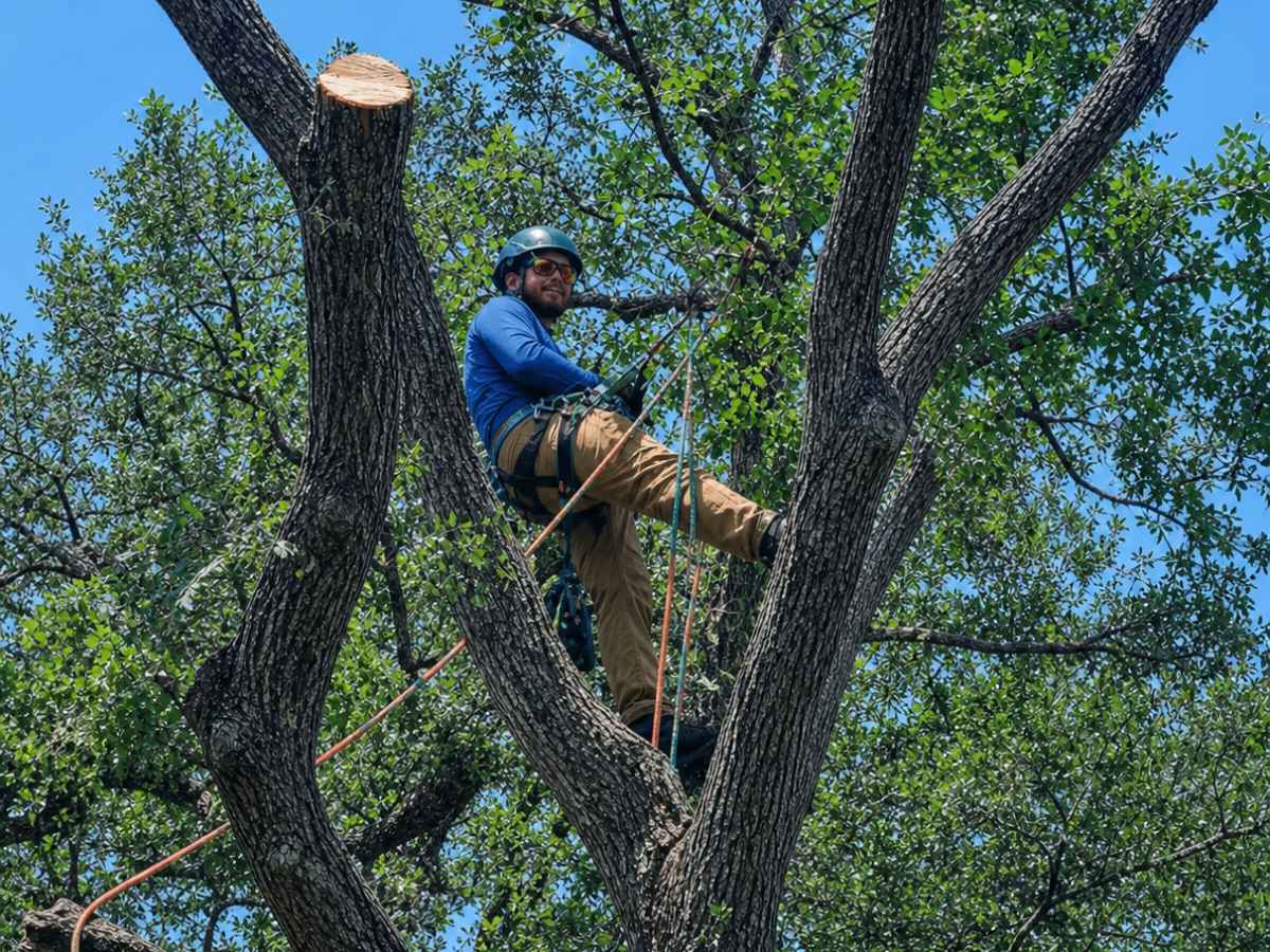 Arborist in blue and tan workwear sits among slimmer tree trunks with teal and orange climbing ropes.