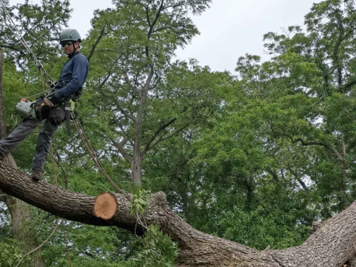 Two arborists in rust-red and navy workwear use plain chainsaws among reduced fallen tree limbs.