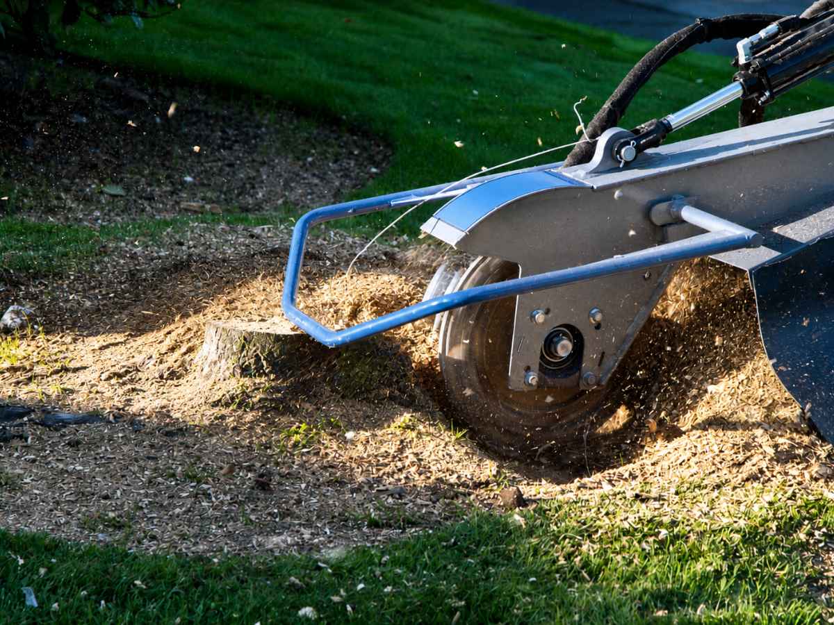 Close view of a plain blue-and-silver stump grinder cutting a smaller stump and throwing wood chips.