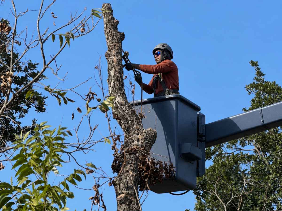 Arborist in a rust-red jacket trims a slimmer trunk from a plain navy aerial bucket.