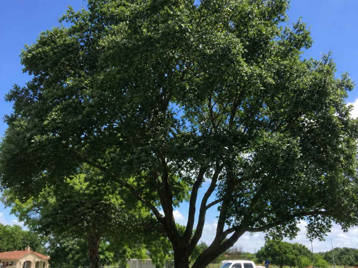 Moderately smaller shade tree stands beside a sidewalk with a distant Spanish Revival cottage and parked vehicles.