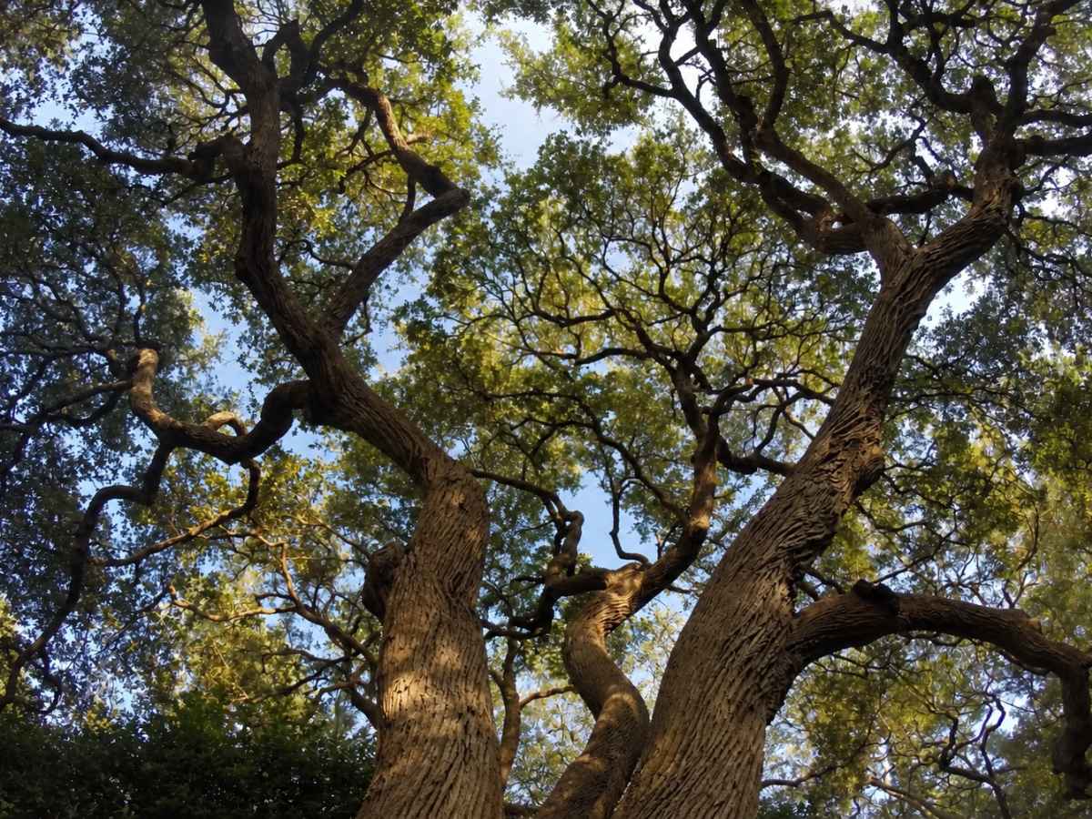 Low-angle view of two moderately slimmer mature tree trunks branching into a sunlit green canopy.