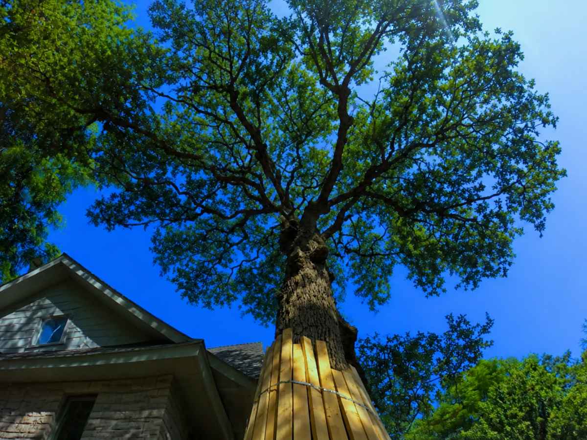 Upward view of a reduced oak beside a gray stone-and-siding Craftsman home.