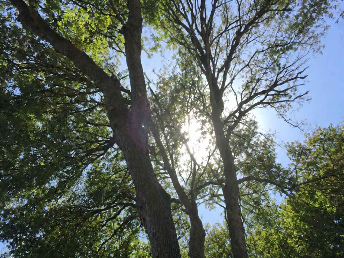 Sunlight shines through a moderately slimmer multi-trunk tree and surrounding green canopy.