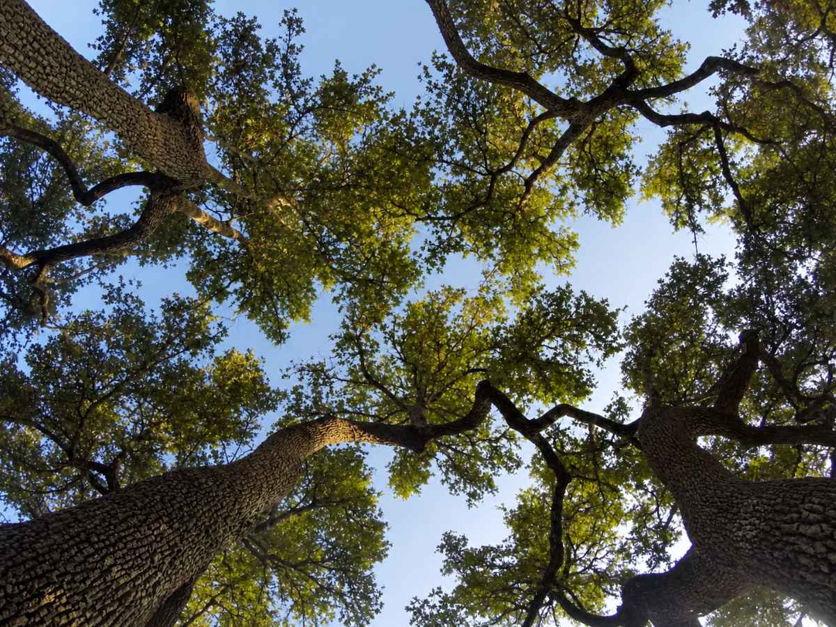 Several mature tree trunks form a moderately reduced canopy around patches of blue sky.