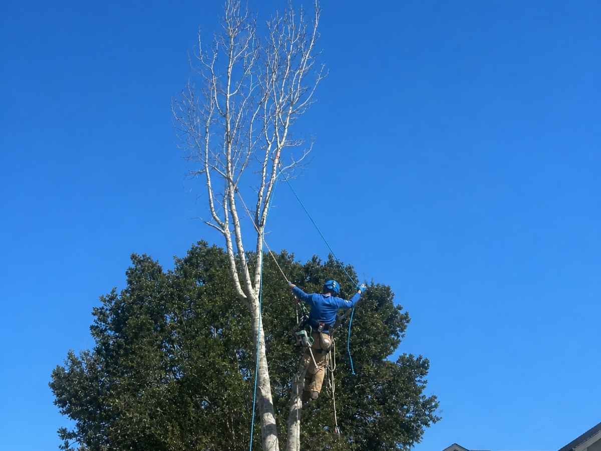 Arborist in blue and tan workwear climbs a slimmer bare multi-stem tree beside a gray Craftsman home.