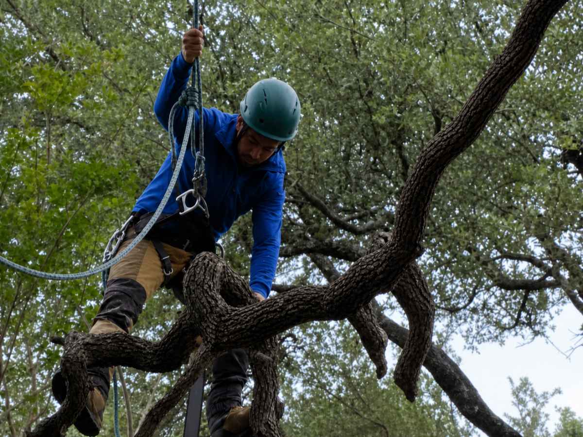Arborist in blue and tan climbing gear balances among slimmer branches with a plain graphite chainsaw bar.
