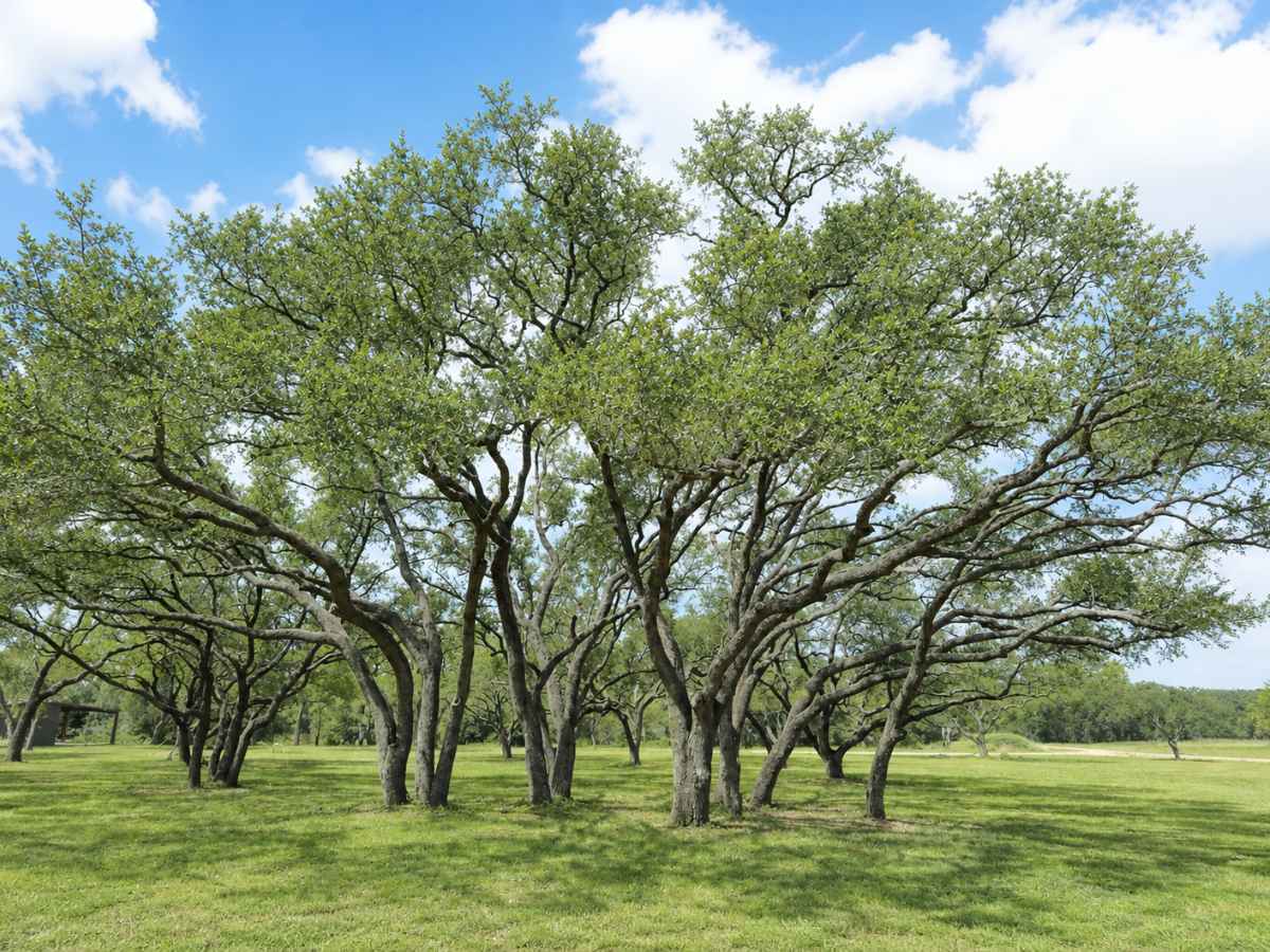 Wide view of a moderately reduced oak grove spreading across a sunlit grassy field.
