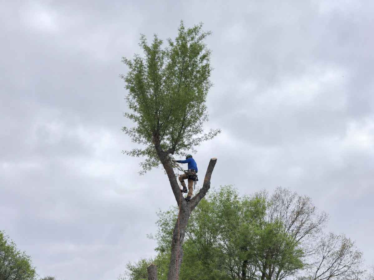 Arborist in blue and tan climbing gear works high in a reduced tree above a Spanish Revival roof edge.