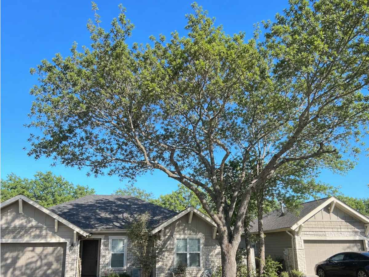 Moderately smaller front-yard tree stands before pale-gray Craftsman bungalows with dark roofs.