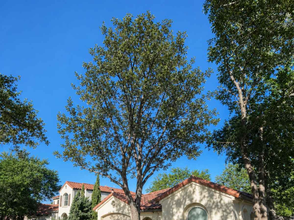 Smaller central tree stands before cream Spanish Revival homes with red tile roofs and arched details.
