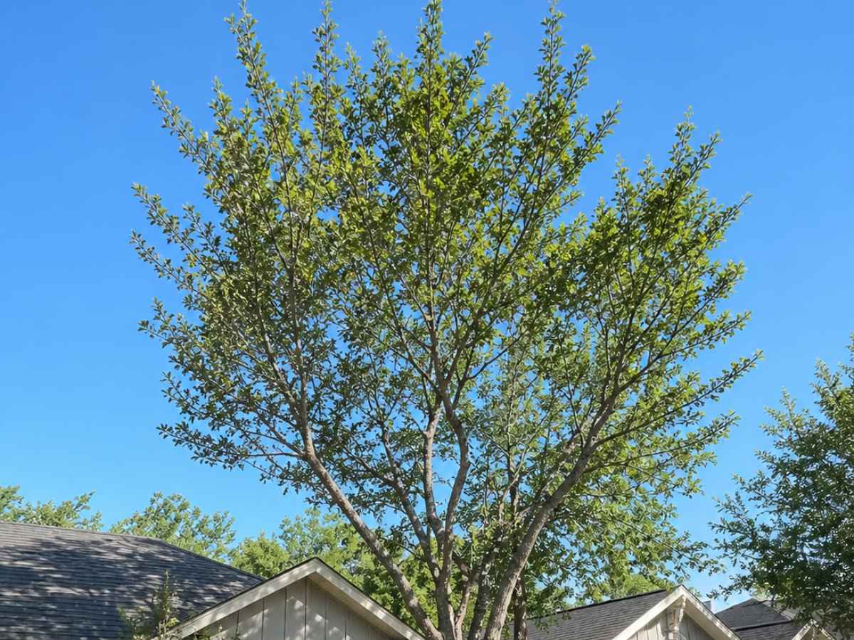Moderately smaller multi-stem tree stands before pale-gray Craftsman bungalows and a parked black car.