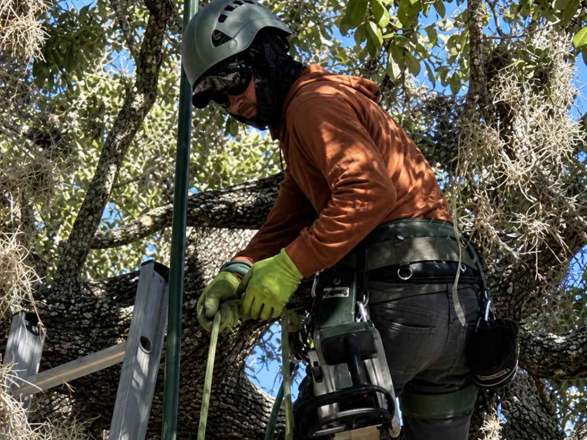 Arborist in burnt-orange protective clothing manages ropes beside a ladder in a moderately slimmer mossy tree.