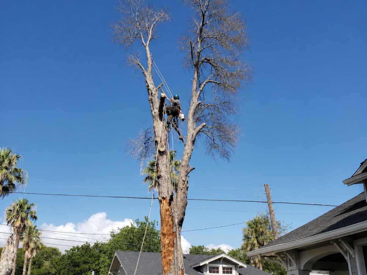 Tree-service crew in blue, orange, and green works around a slimmer bare tree and gray Craftsman homes.
