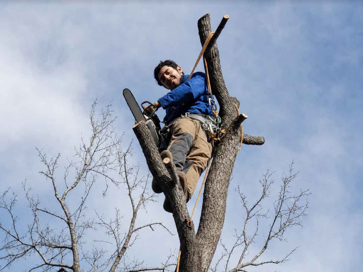 Arborist in blue and tan protective clothing operates a plain graphite chainsaw high in a slimmer leafless tree.