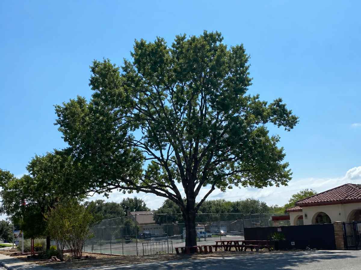 Moderately smaller shade tree stands in a paved park beside a cream stucco pavilion, picnic tables, and fencing.