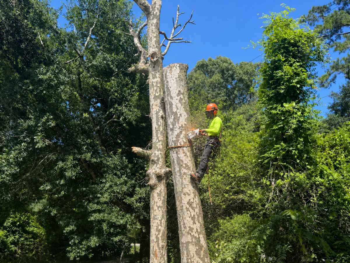 Arborist in high-visibility climbing PPE cuts a tall sycamore trunk against a blue sky and dense woodland.