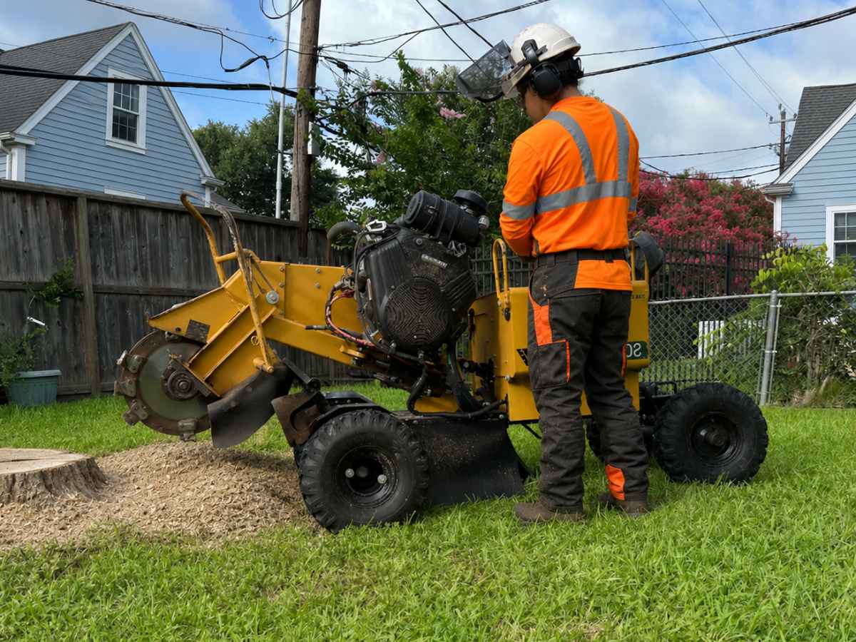 Tree service worker in orange PPE operates a stump grinder near a white oak stump and Cape Cod homes.