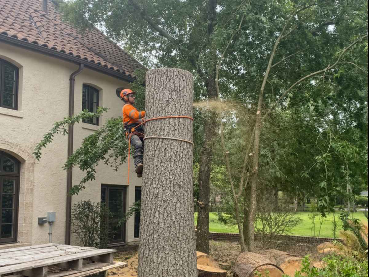 Arborist in orange climbing PPE removes a tall white oak trunk beside a Mediterranean-style home.