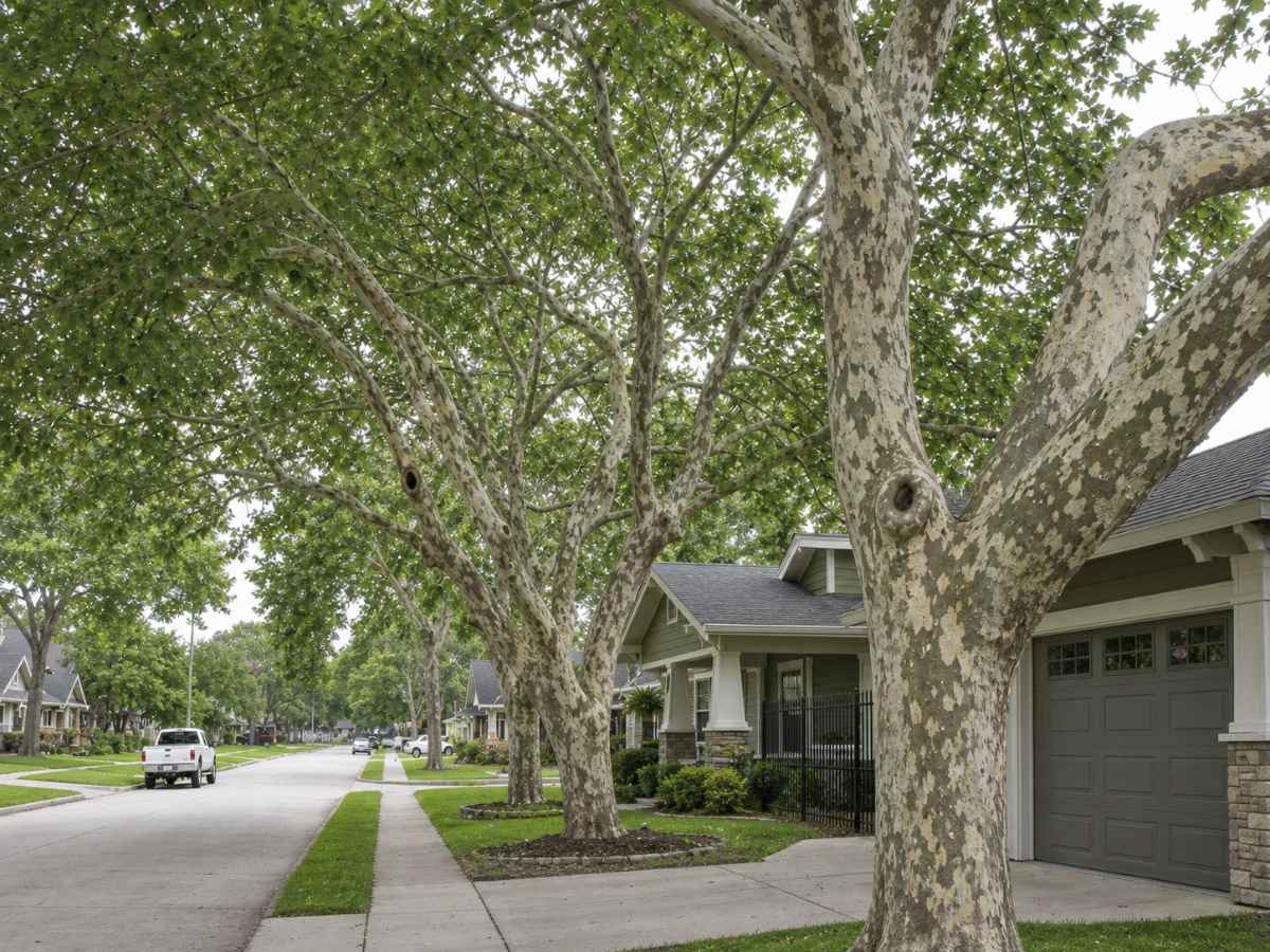 Mature sycamore trees line a quiet residential street of Craftsman bungalows.