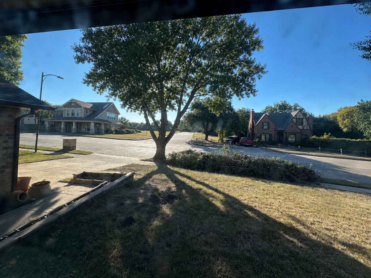 Recently trimmed mature tree and stacked branches in a sunny residential neighborhood with Craftsman and Tudor-style homes.