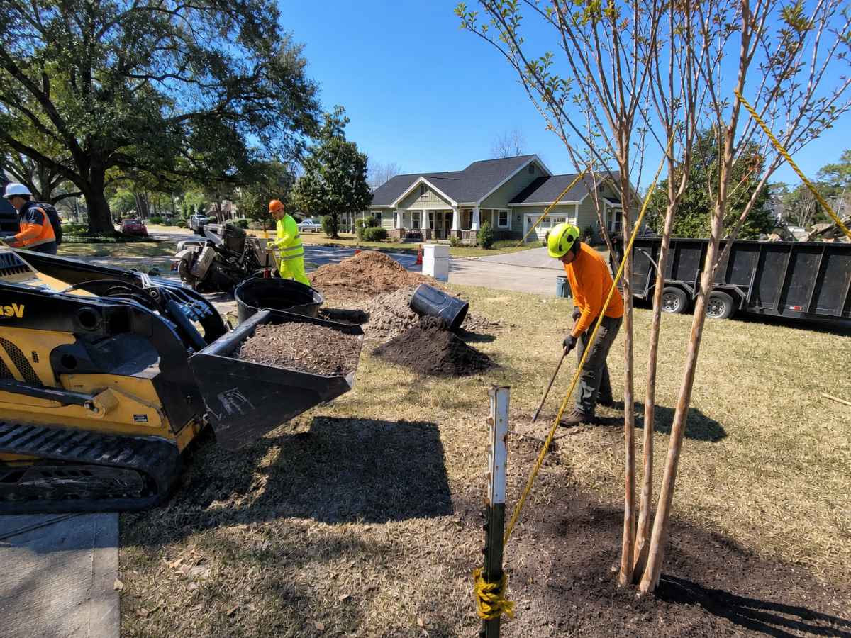 Three tree service workers install a young crape myrtle with mulch and compact equipment in front of a Craftsman home.