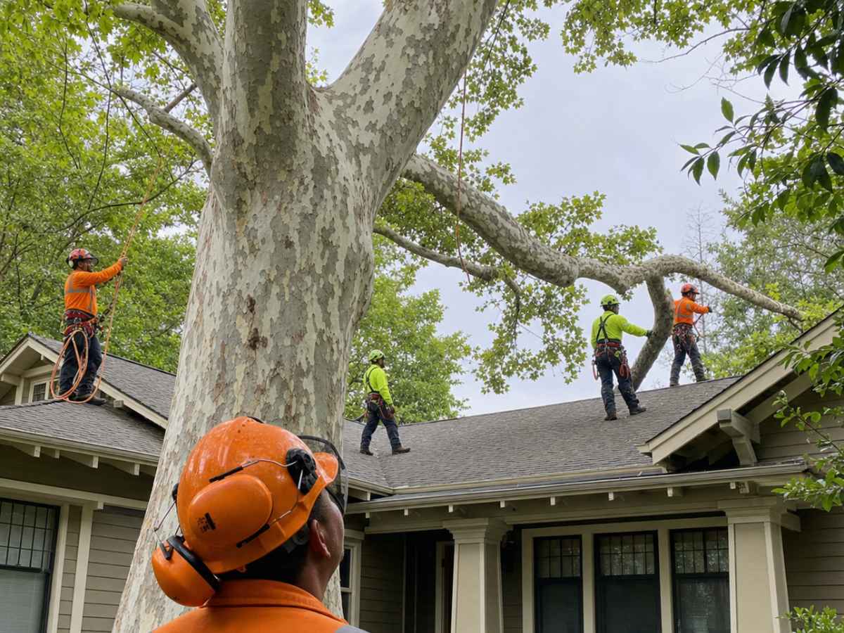 Tree service crew managing sycamore limbs above the roof of a Craftsman-style home.