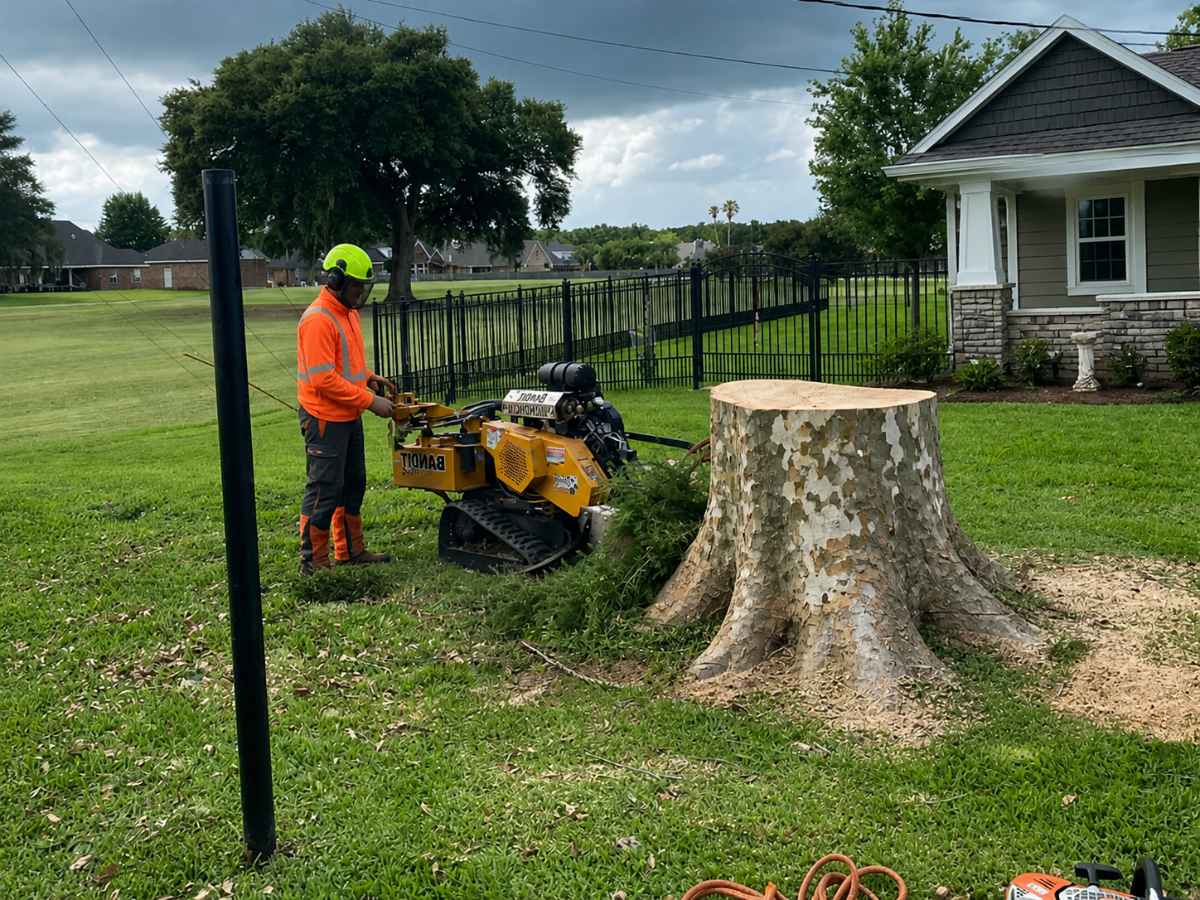 Tree worker operating a stump grinder beside a sycamore stump and Craftsman home.
