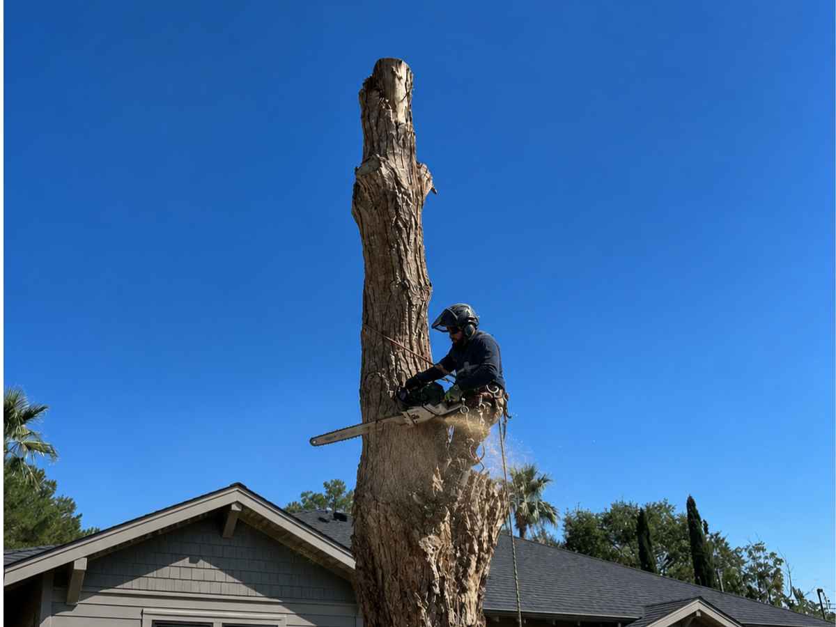 Arborist in navy workwear uses an unbranded chainsaw on a tall cut trunk above a gray Craftsman bungalow.