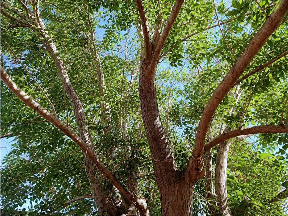 Sunlit view into a moderately thinned leafy tree canopy with natural branches and patches of blue sky.