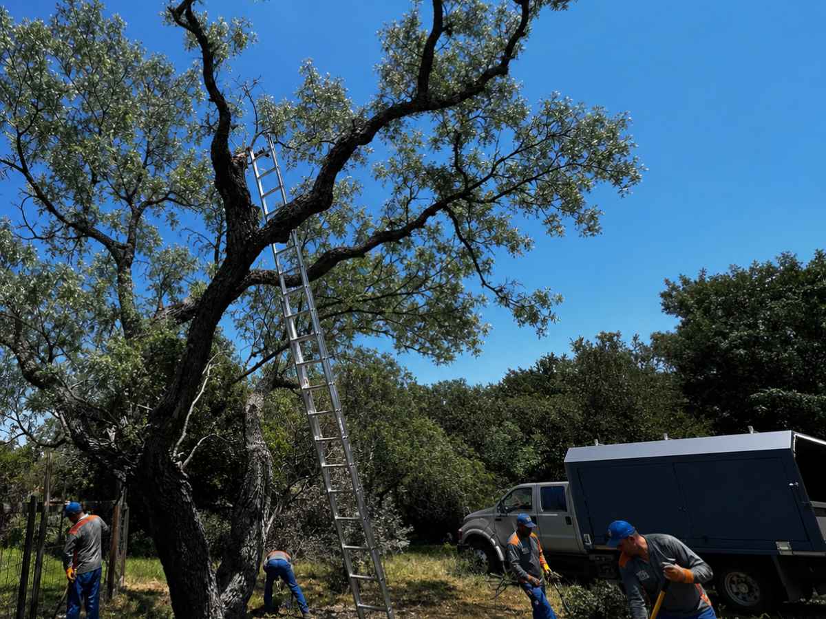 Blue-and-gray tree crew works beneath a reduced spreading tree with an unbranded navy service truck and ladder.