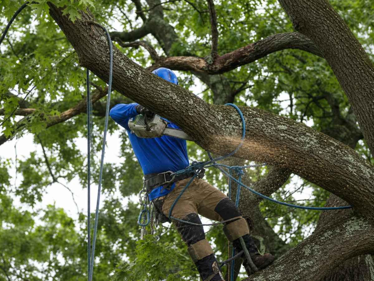 Arborist in blue and tan workwear cuts a slimmer tree limb while secured by blue climbing ropes.
