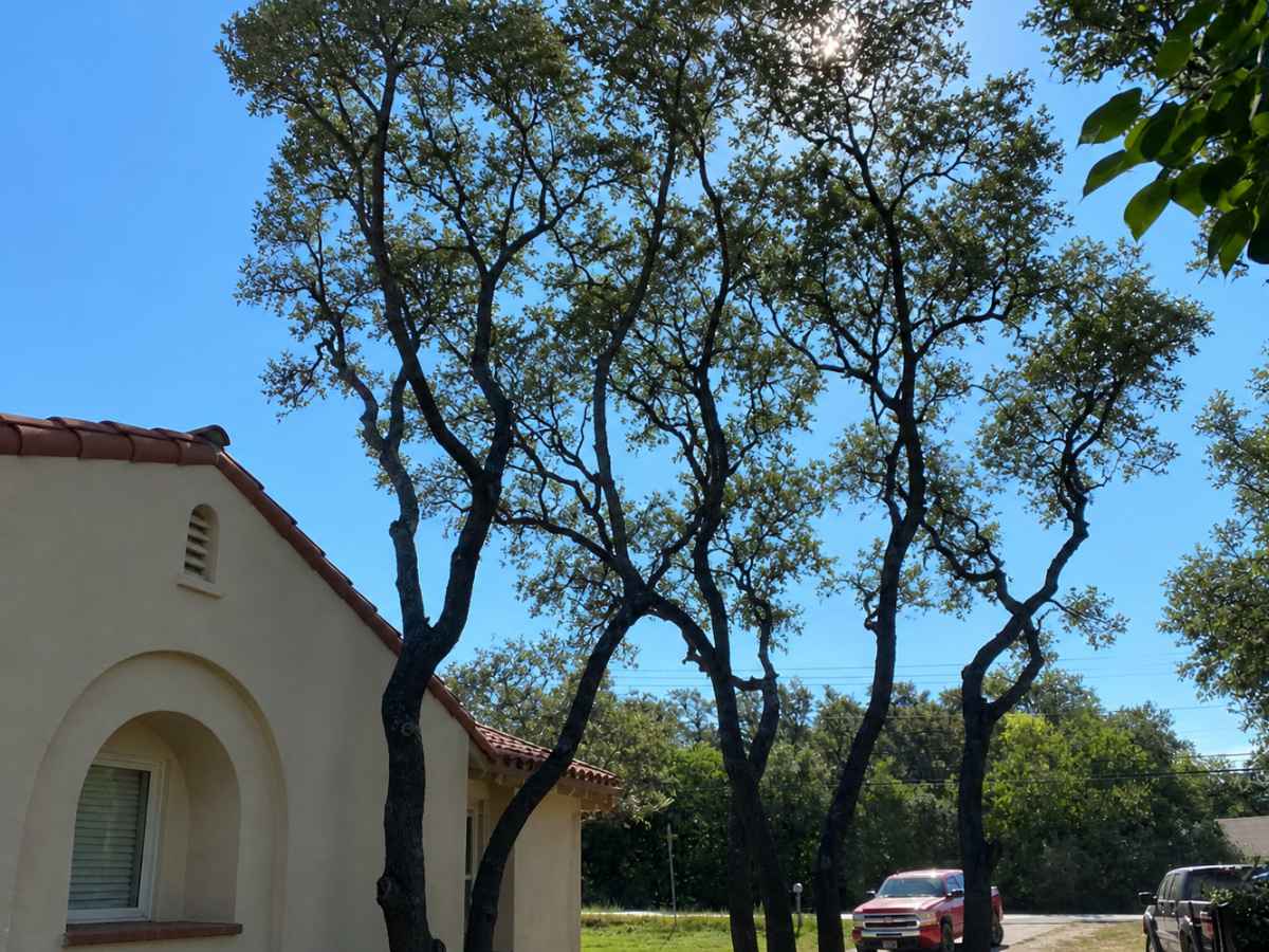 Slender oak trees frame a cream Spanish Revival home under a clear blue sky.