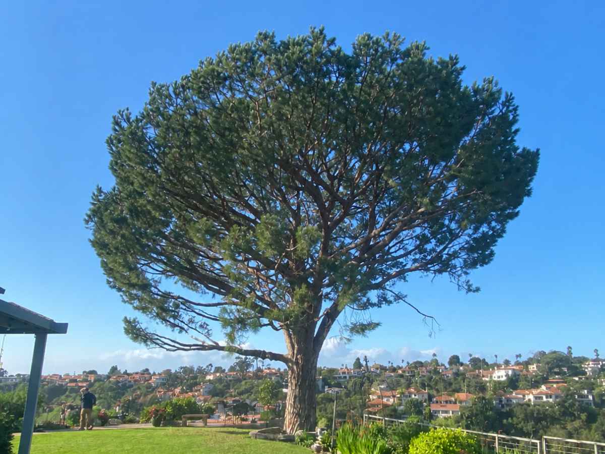 A moderately smaller pine shades a hillside lawn overlooking Spanish Revival homes, with a distant worker in navy and tan.