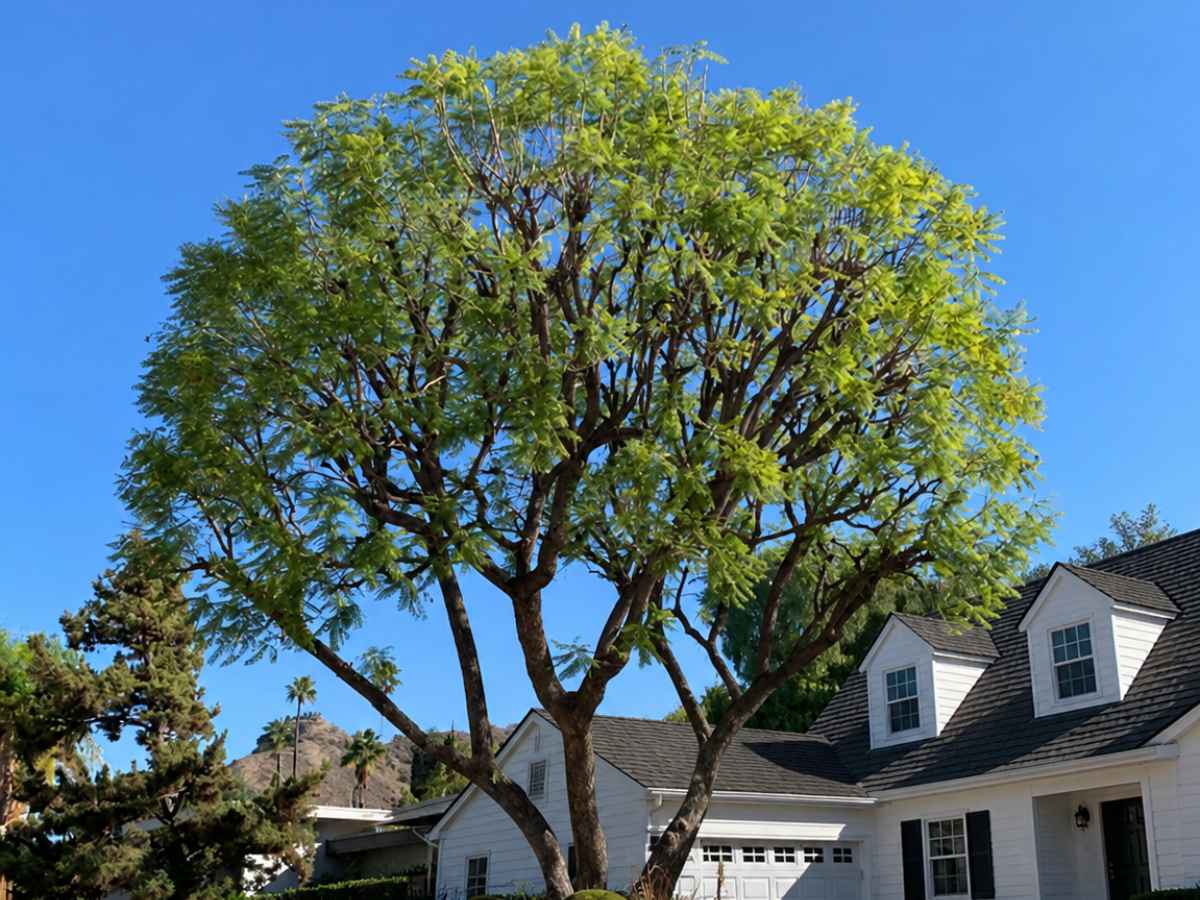 A reduced leafy front-yard tree stands before a white Cape Cod-style home with black shutters and dark shingles.