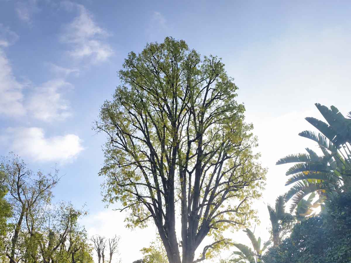 A slightly slimmer mature tree rises into a bright backlit sky above surrounding tropical foliage.