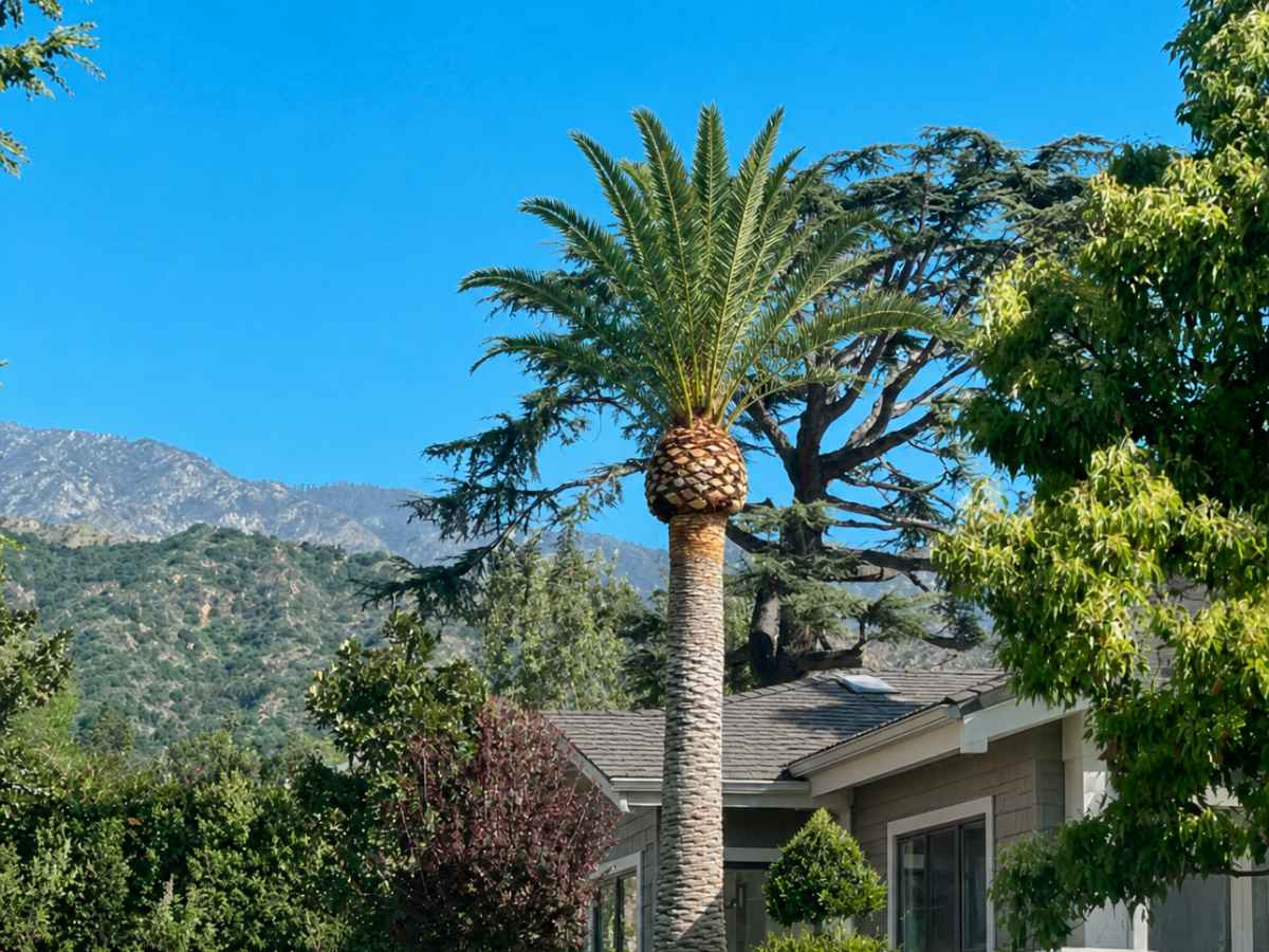 A moderately smaller palm stands before a pale-gray Craftsman home with mountain slopes in the distance.