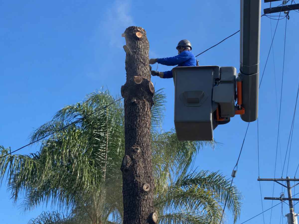 A worker in blue operates a plain gray aerial bucket while trimming a slimmer trunk against palms and blue sky.