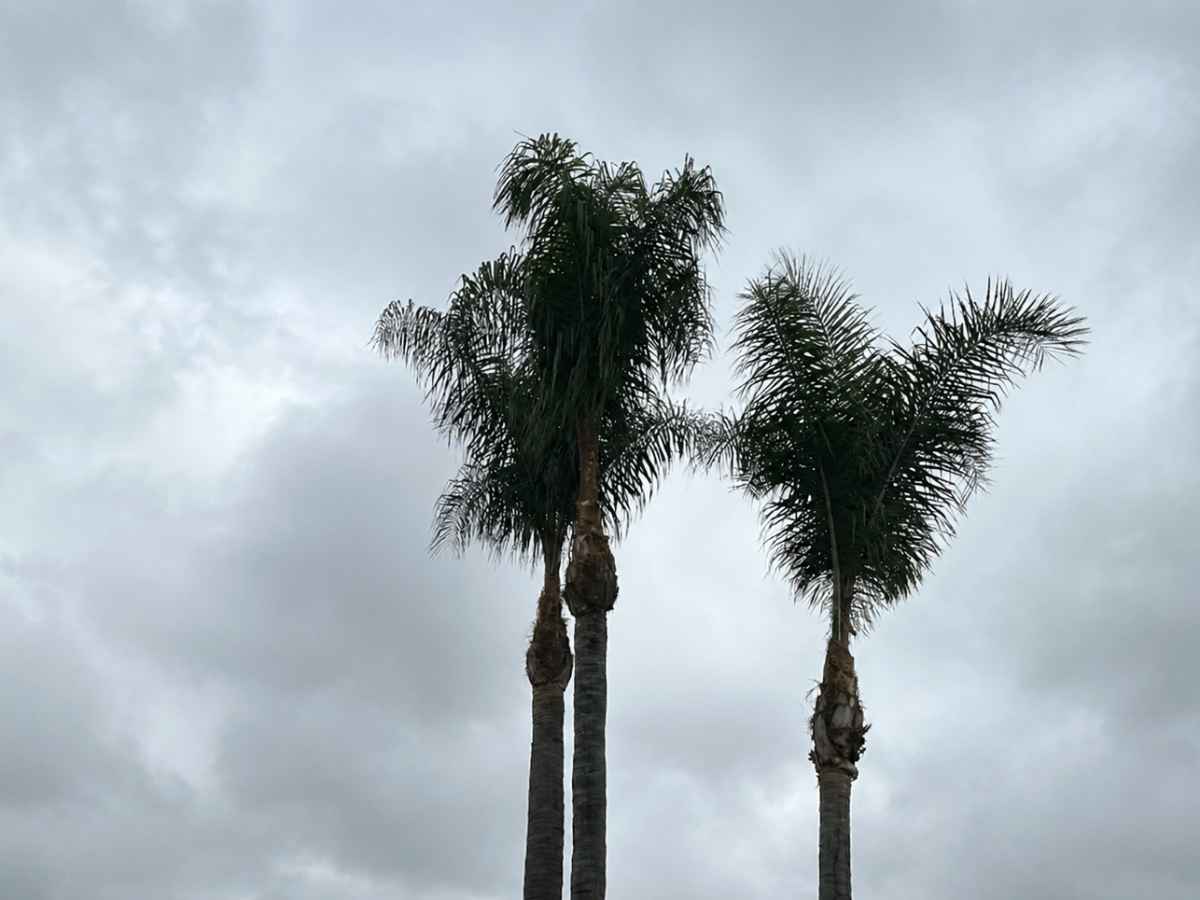Three moderately shorter palm trees rise beneath a textured gray overcast sky.